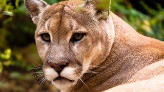 Cougar